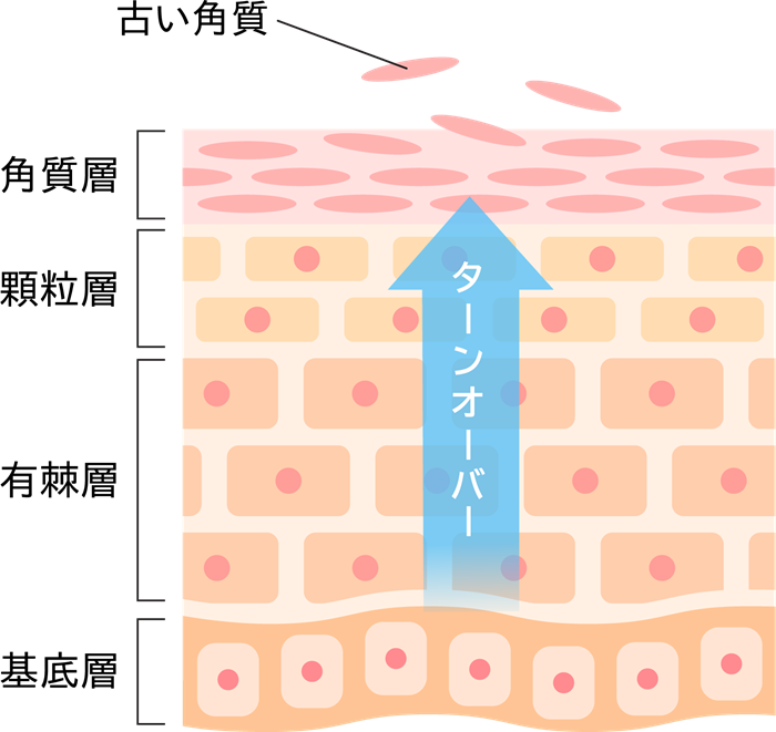 ピーリングは、肌のターンオーバーを促進する美容医療
